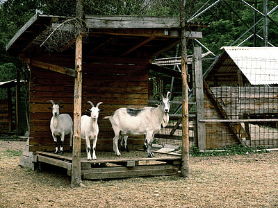 goats, animals, goat, horns, animal world, creature, farm