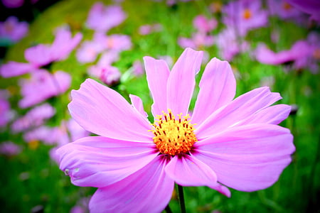 bidang bunga, merah muda, bunga merah muda, India, Kerala