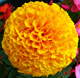 fleur, Marigold, Français, jaune, floral, nature, macro