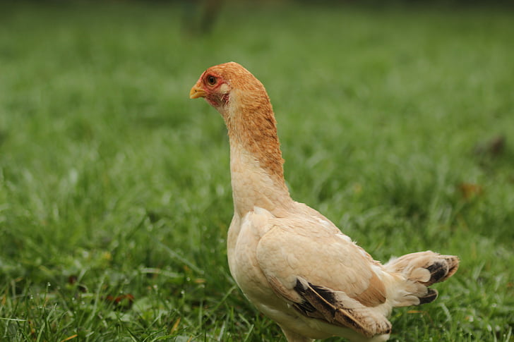 κοτόπουλο, αγρόκτημα, πουλερικά