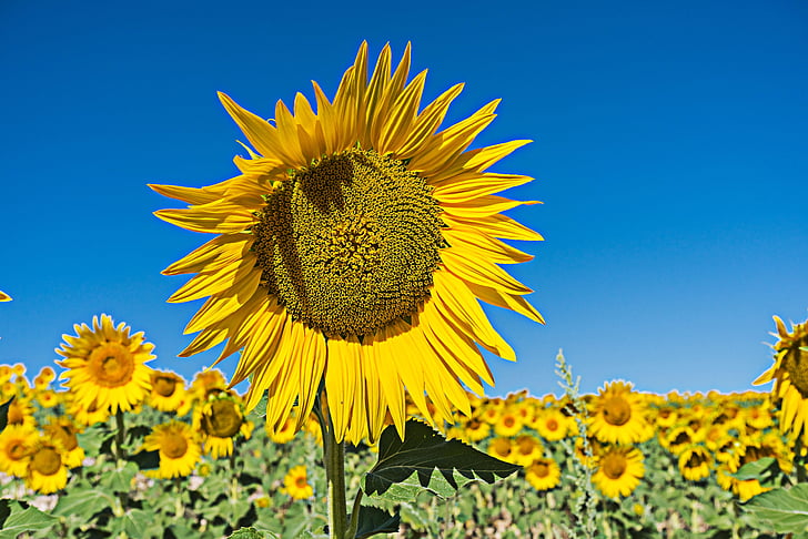 sunflower, flower, field, flowers, nature, yellow, landscape