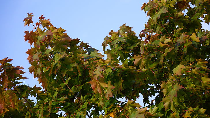 jeseni, padec barve, javor, listje, drevo
