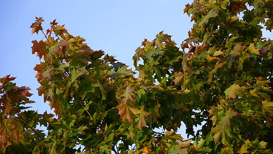 rudens, rudens krāsas, kļavas, zaļumi, koks