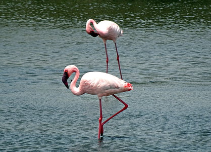 putns, Lesser flamingo, phoeniconaias minor, Flamingo, putnu, savvaļas dzīvnieki, spalvas