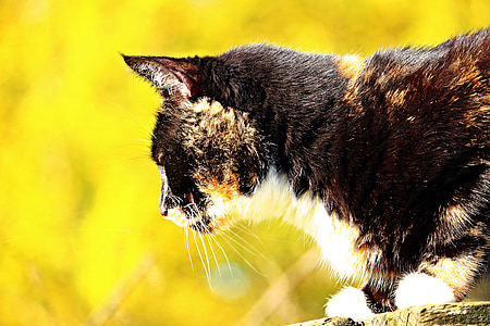 katten, heldig katten, tre fargede, høst, blader, mieze, kattunge