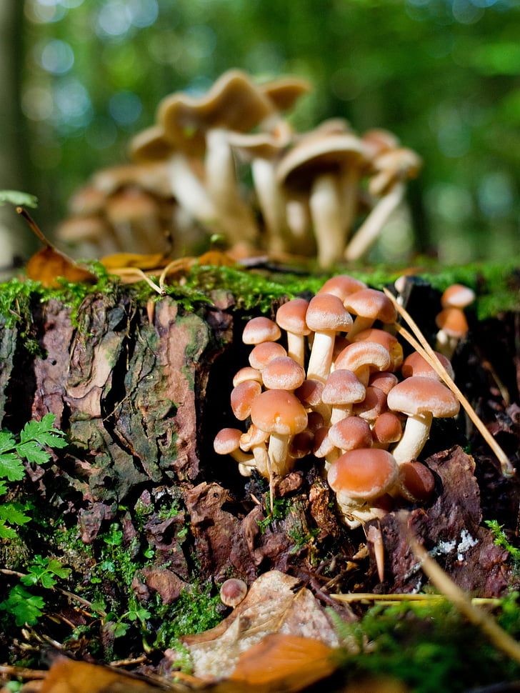 mushrooms, forest, log, autumn, germany, lower saxony, nature