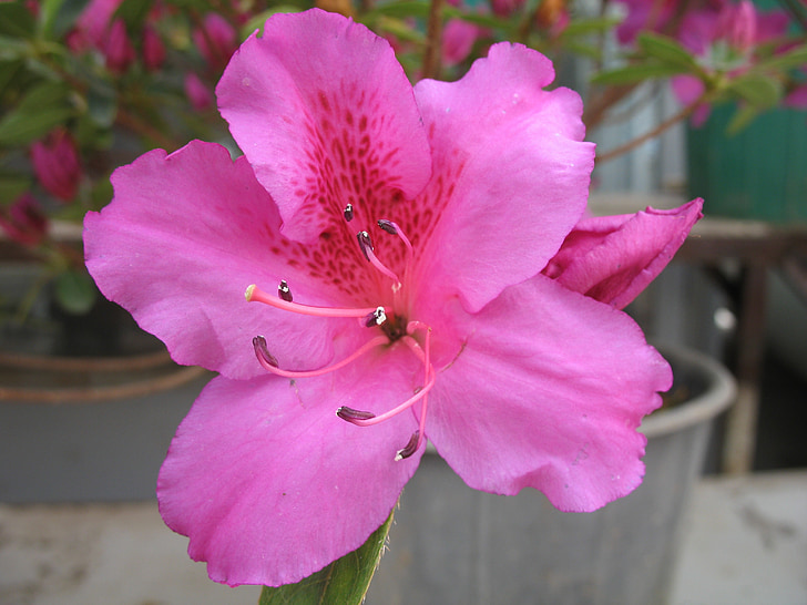 flower, spring, plant, pink