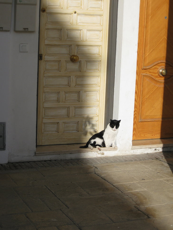 cat, shadow, door