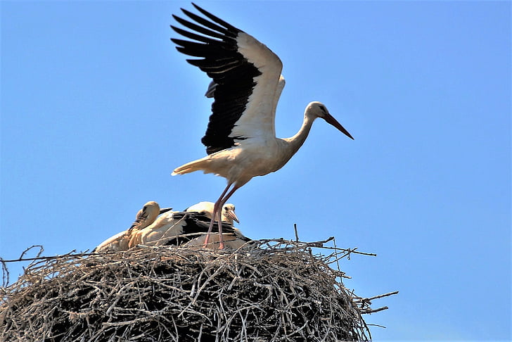 stork, nest, brood, stork's nest, wings, flies, soar