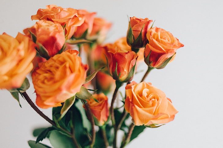 yellow, roses, flower, petals, leaf, nature, flora