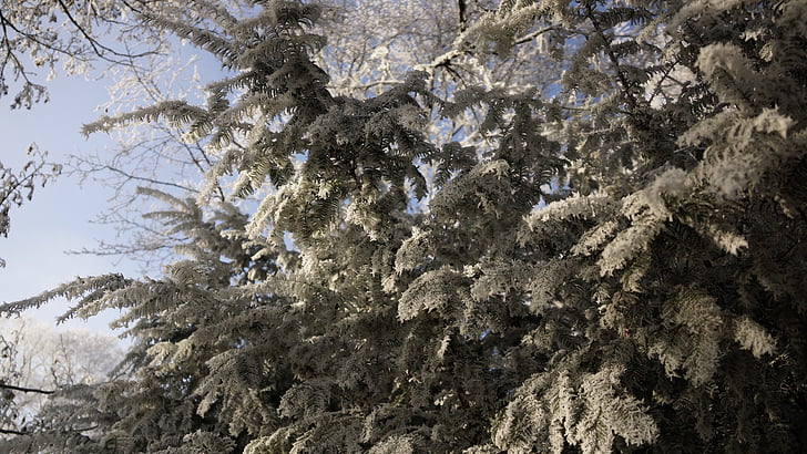tree, white, green, christmas, winter, ice, snow
