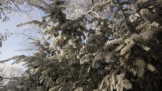 pohon, putih, hijau, Natal, musim dingin, es, salju