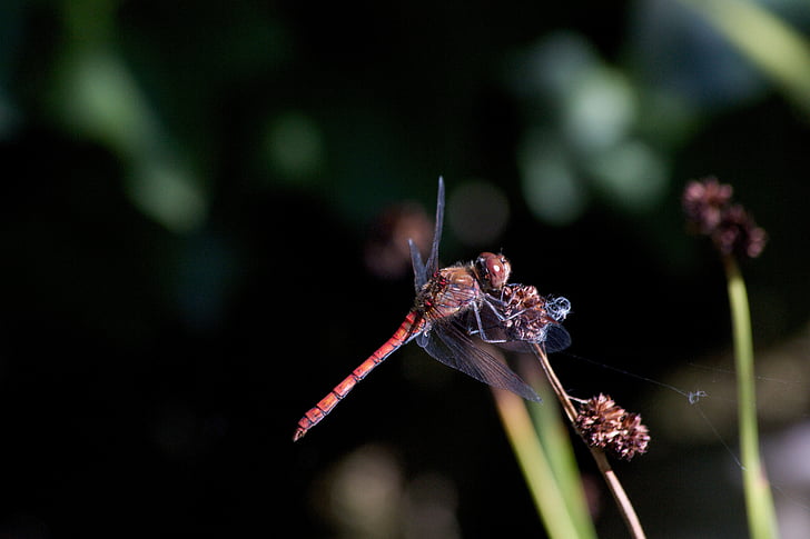 dragonfly, dwarf bulrush, nature, insect, lighting