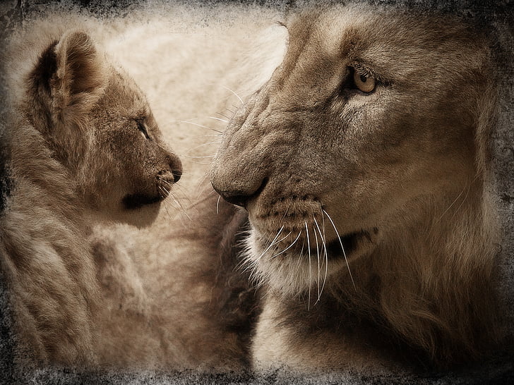 Lion, lionceau, bébé animal, animal, animal sauvage, monde animal, mammifère