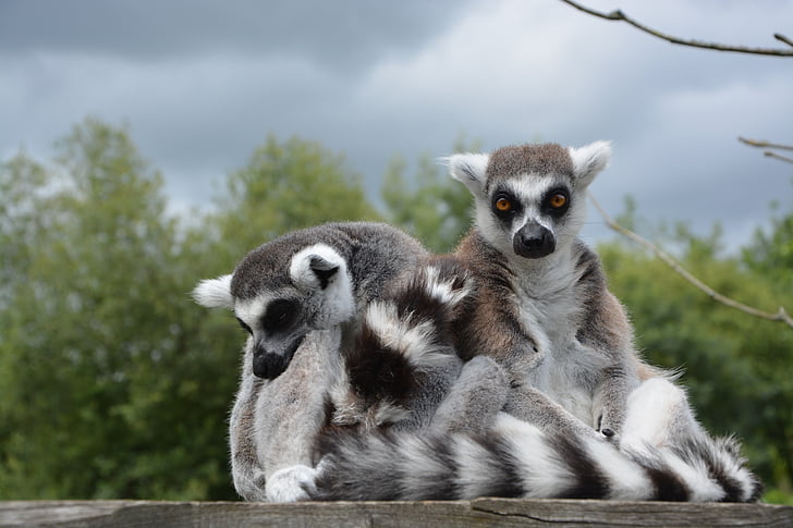 Lemur, primate, mono, animal, salvaje, mamíferos, Parque zoológico