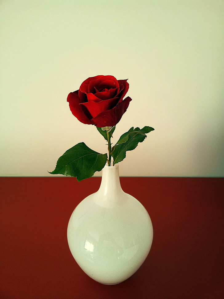 Ρόζα, τριαντάφυλλο, λουλούδι, λουλούδια, φύση, άνοιξη, άνθιση