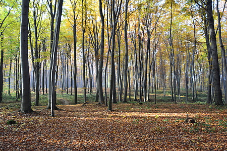 gozd, jeseni, narave, listje, drevo, listov, sezona