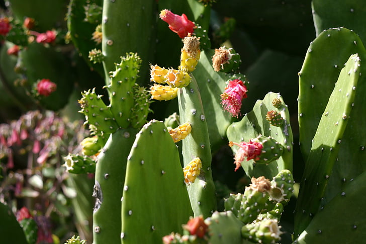 kaktus, Příroda, Sukulentní, závod, zelená, dezert, exotické