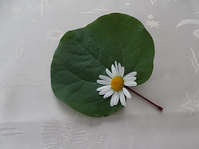 Blume, Frühling, Daisy, Natur, weiße Blume, Zusammensetzung