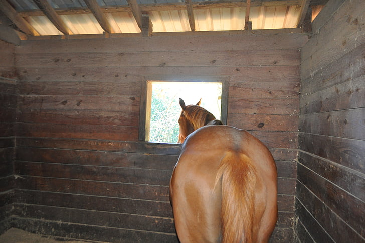 caballo, estable, ventana, animal, granja, equinos, Mane