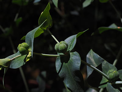 Euphorbia lathyris, tyräkkien, Euphorbia, Tyräkkikasvit, Euphorbiaceae, siemenet, siemenkodat