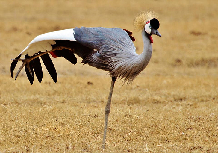 abu-abu dimahkotai crane, Afrika, Tanzania, Serengeti National Park, satwa liar, alam, liar