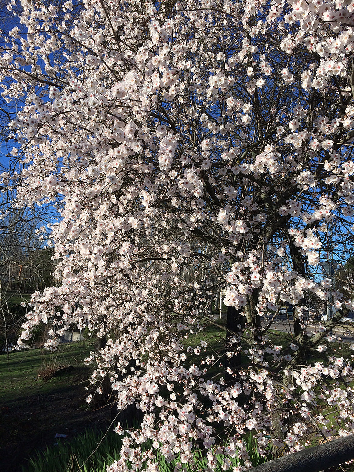 cherry, flowers, tree, cherry branches, pink, flower, nature