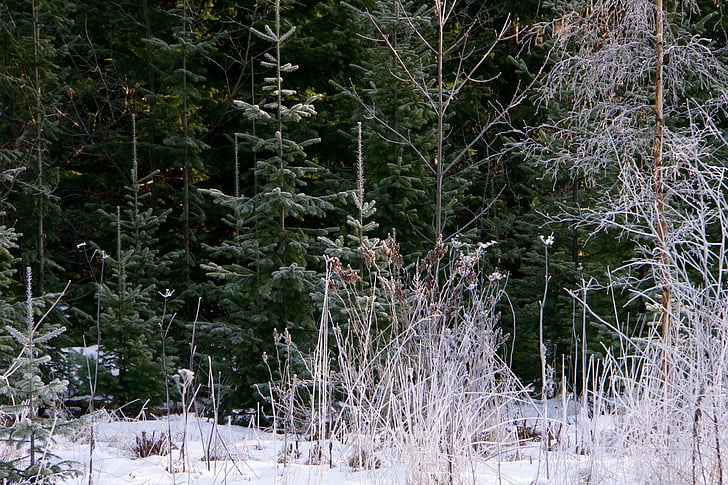 huuretta árvores, paisagem gelada, Frosty ramos, paisagem, Finlandês, Inverno, geada