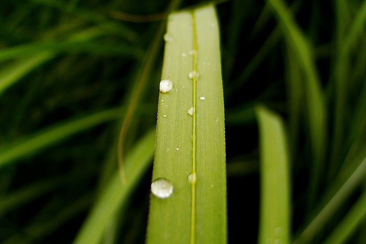 hierba, verde, macro, por goteo, lluvia