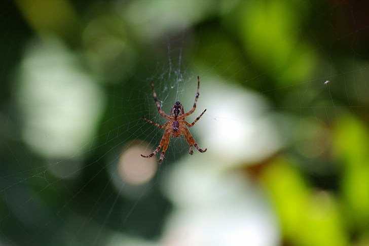 Aranha, rede, natureza, fechar, inseto, teia de aranha, animal