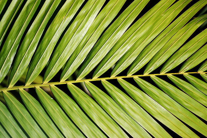 Palm, planta, folhagem, verde, natureza, luz, vitalidade