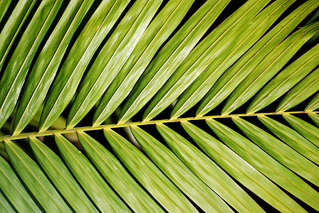 Palm, plante, frunziş, verde, natura, lumina, vitalitate