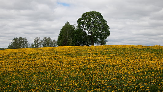 maskros oleraceus, äng, blommor, naturen, jordbruk, landsbygdens scen, gul