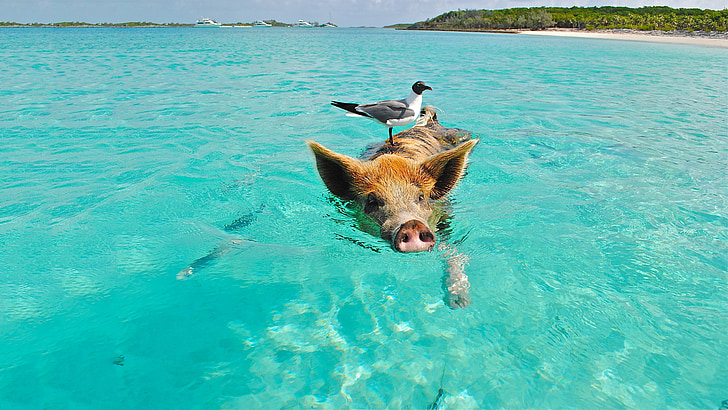 pig, swimming, beach, seagull, bird, turquoise, coast