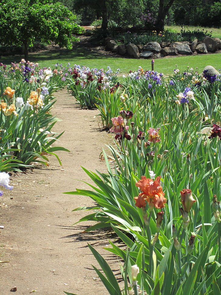 Iris, Garten, Pfad, Natur, Blume, Blumenbeet