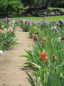 iris, garden, path, nature, flower, flower bed