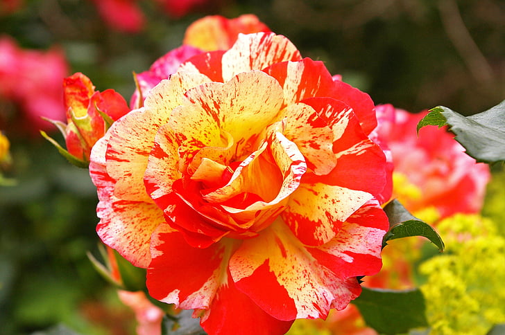 schilder rose, bicolor rose, Blossom, Bloom, -geel-rood, steeg, Filigraan