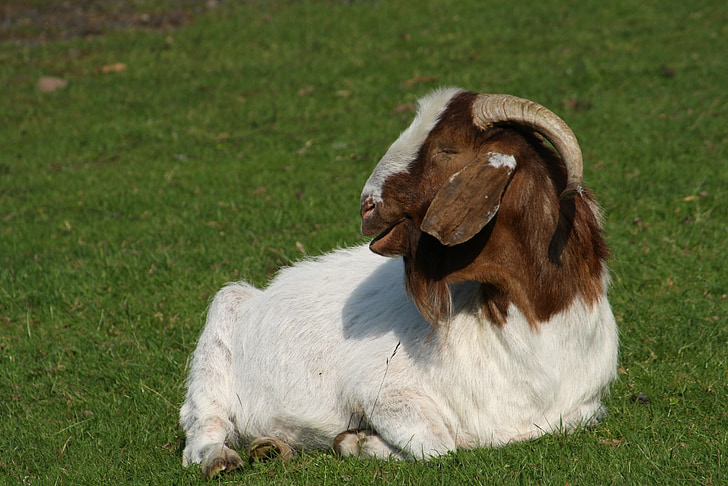 goat, billy goat, horns, domestic goat, animal, livestock, farm