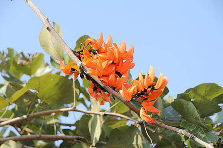 arbre corail, Erythrina caffra, fleurs, fleur d’oranger, orange, brillant, plante