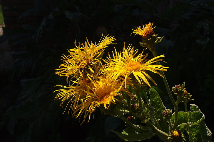 bunga kuning, berkembang, kelopak bunga, mekar, kuning, Taman