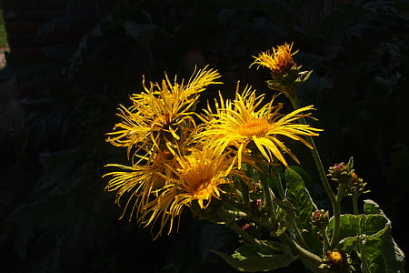 gelbe Blume, gedeihen, Blütenblätter, in voller Blüte, gelb, Garten