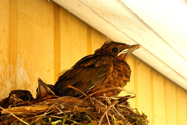 bird, nest, thrush, blackbird, cub, the bird's nest