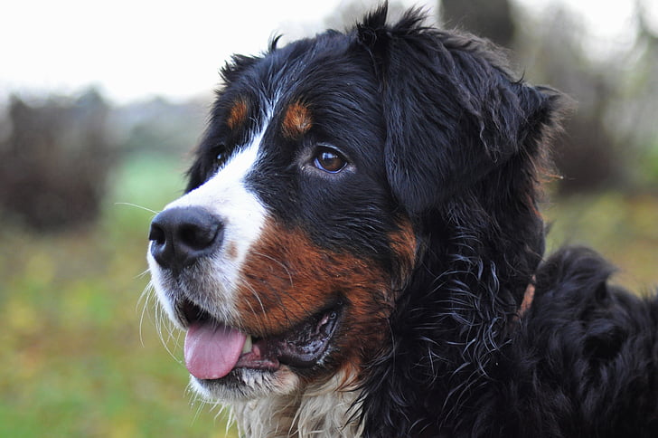 câine, Bernese mountain dog, câinele mare, câmp, animale, familia, natura