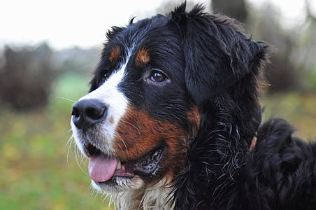 dog, bernese mountain dog, big dog, field, animal, family, nature