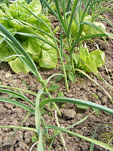 Allium, antioxidant, fælles, haven, hvidløg, grøn, urteagtige