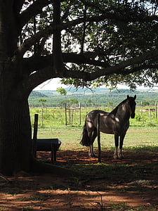 cavalo, luz de fundo, fazenda, zona rural, país