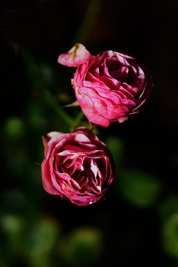рожевий, Троянда, квітка, цвітіння, цвітіння, цвітіння троянди, рожеві троянди