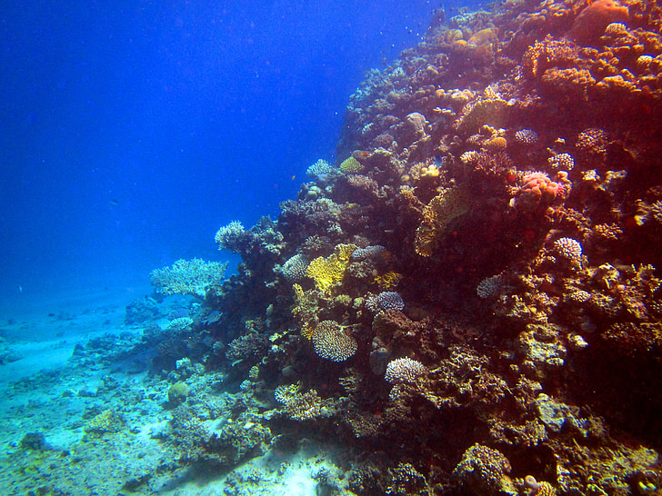 Rotes Meer, Koralle, Fisch, Ägypten, Tauchen, Unterwasser, Unterwasser-Welt