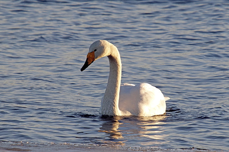 Swan, jar, jazero, ľad, vody, Príroda, vták