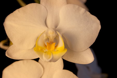 Orchid, vit, Blossom, Bloom, blomma, Stäng, Anläggningen